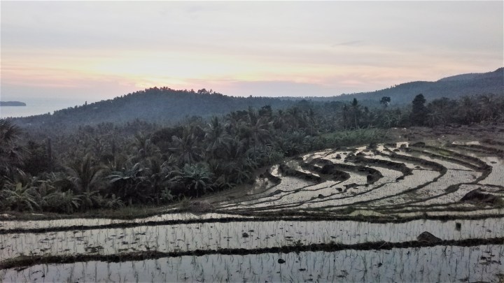 Sahara Rice Terraces